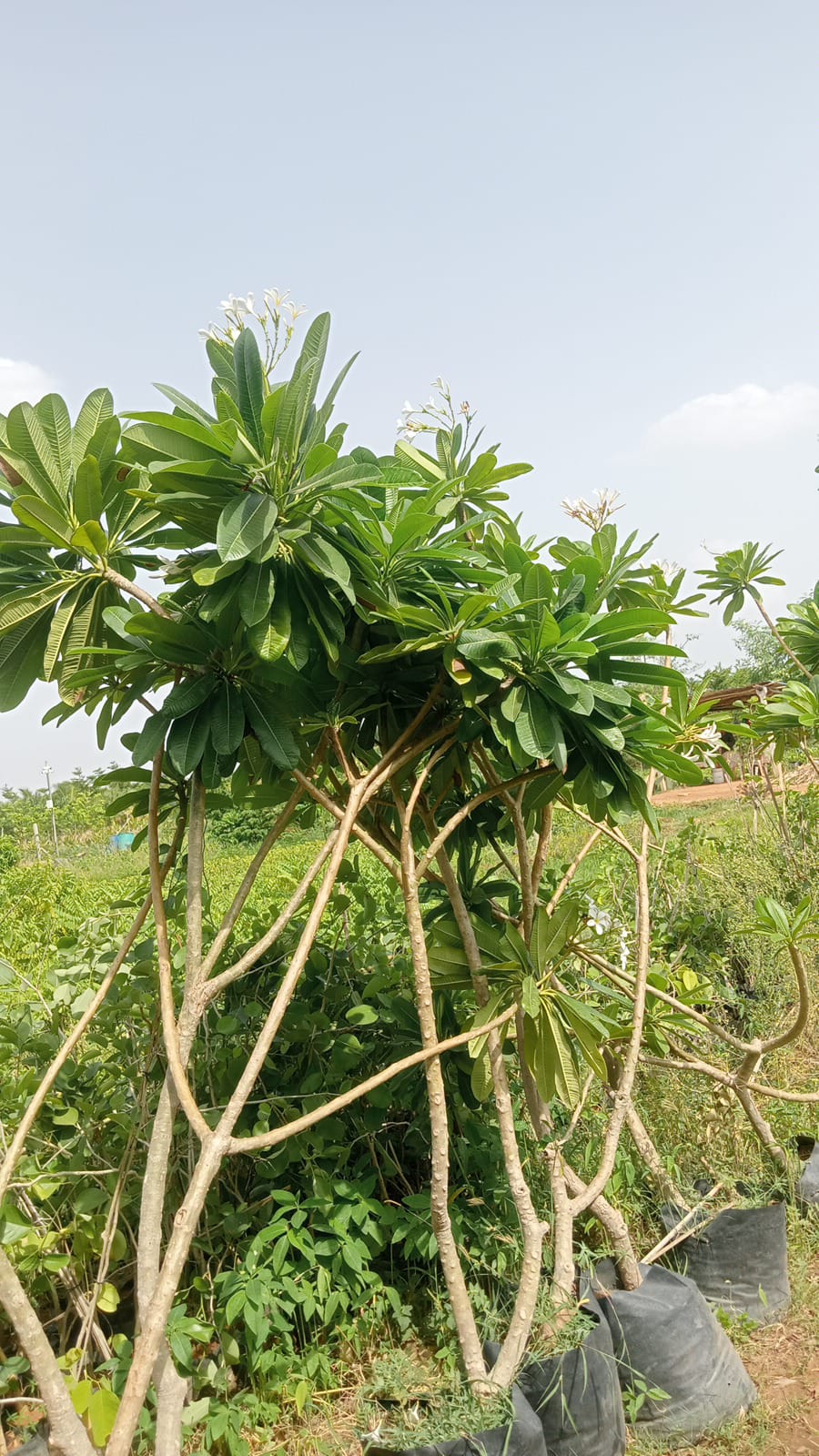 SONI CHAMPA